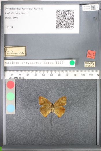 Media type: image;   Entomology 102751